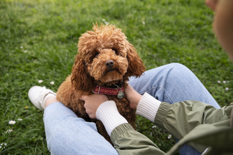 How Often Should You Wipe Down a Standard Poodle? A Groomer’s Guide
