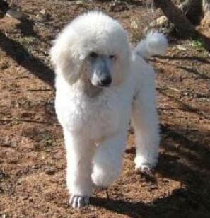 standard poodle puppies