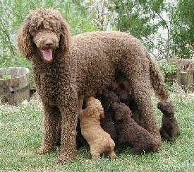 Standard Poodle Puppies Brown with MOM
