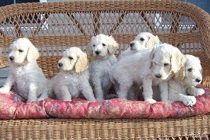 Standard poddle puppies