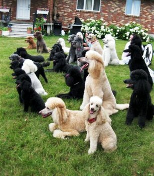 Labradoodle,Puppye poodle mix.Goldendoodle,senior dog,Cockapoo,maltipoo