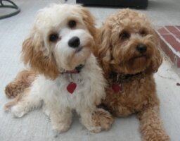 Alt Text--Covapoo mix poodle and Cavalier King Charles