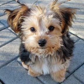 Yorkiepoo,yorkipoo,yorkie-poo.yorkie puppies,yorkiepoodle mix